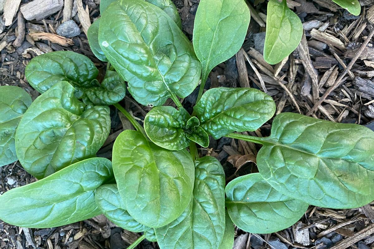 fresh garden spinach