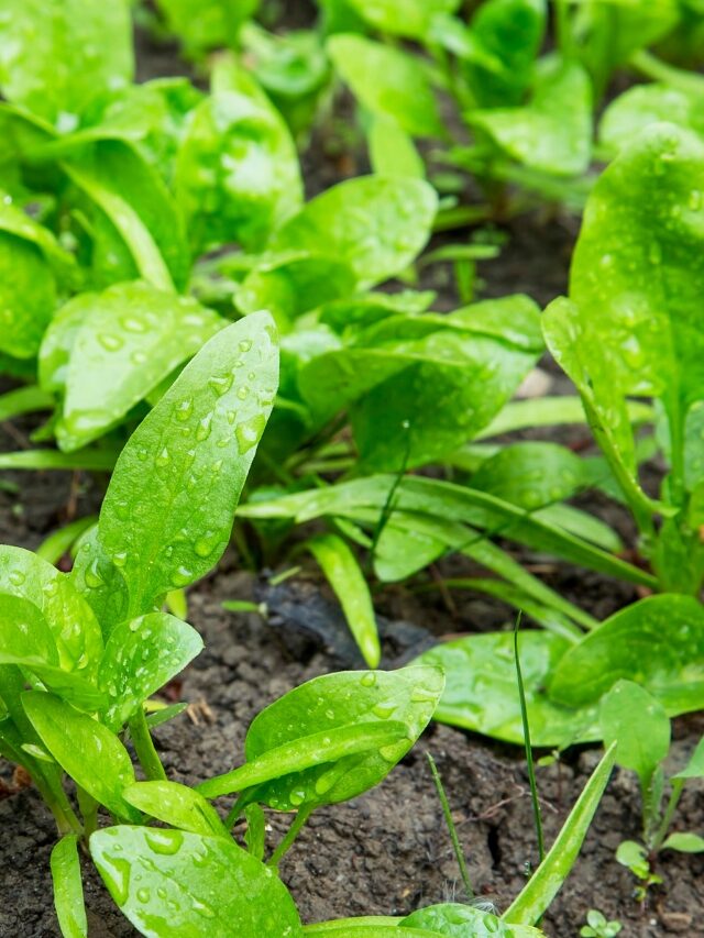 How to Grow Spinach from Seed in Your Vegetable Garden Story