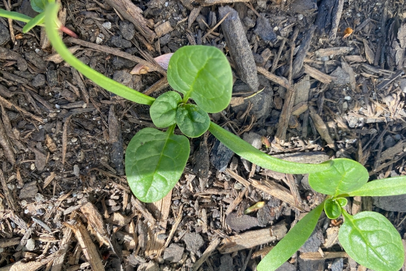 spinach seedlings in garden bed