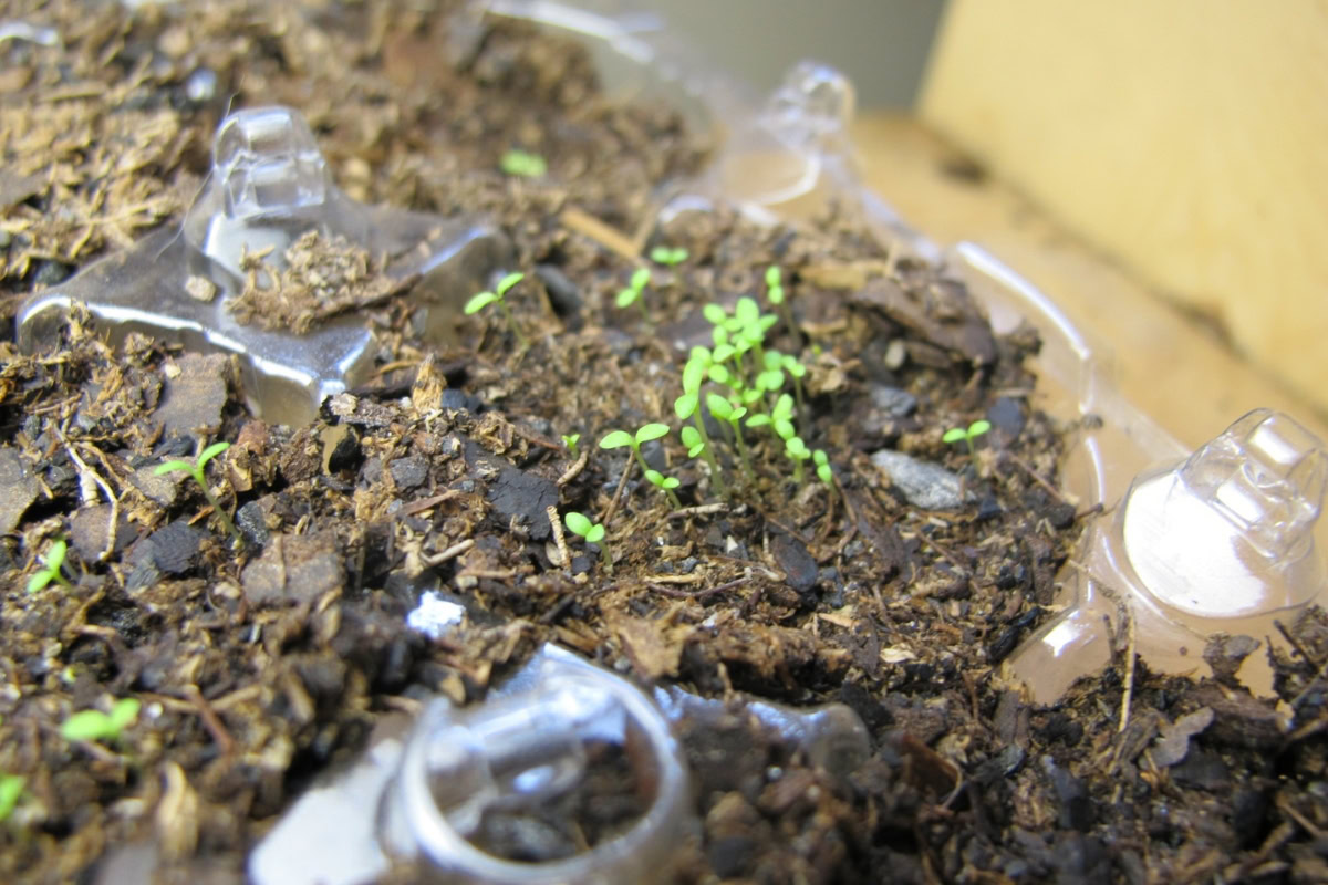 tiny seeds emerging from soil