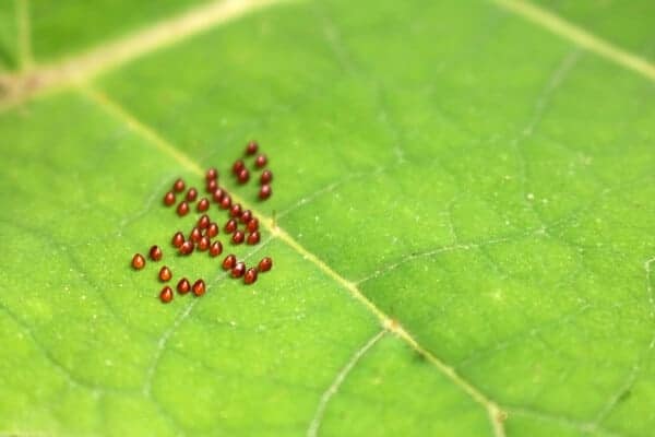 squash bug eggs on a green leaf