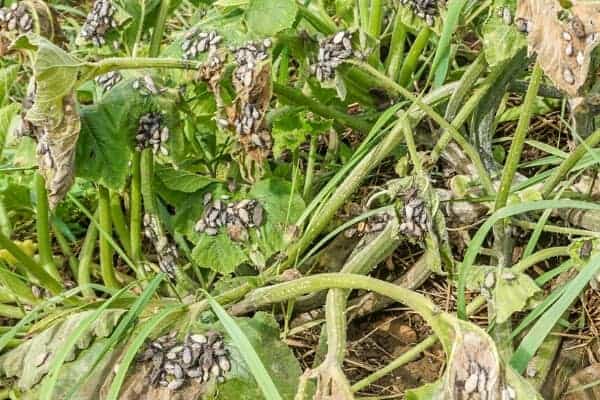 squash bug nymphs on squash plant