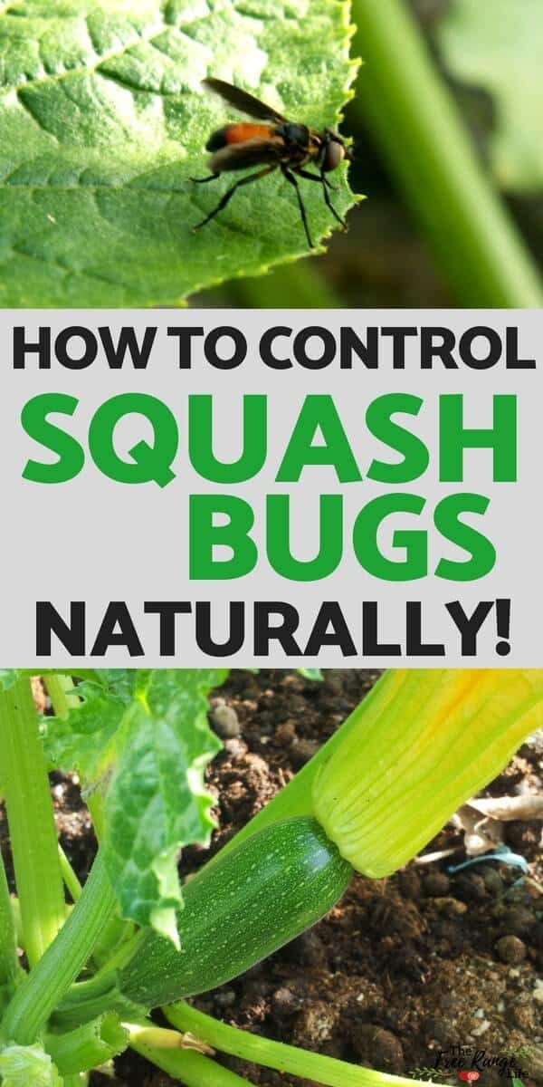 Squash Bugs Naturally 1 