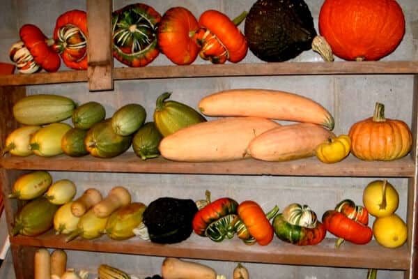 shelf of various winter squash types