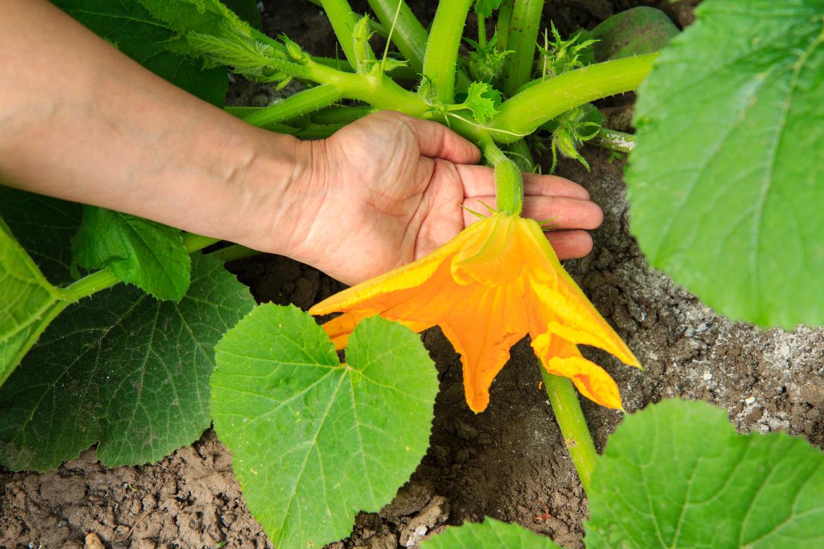 lettuce garden with small squash and flower