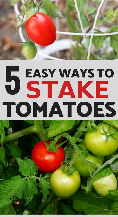 The 5 Best Ways To Stake Your Tomatoes