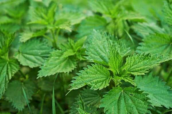 close up of stinging nettles