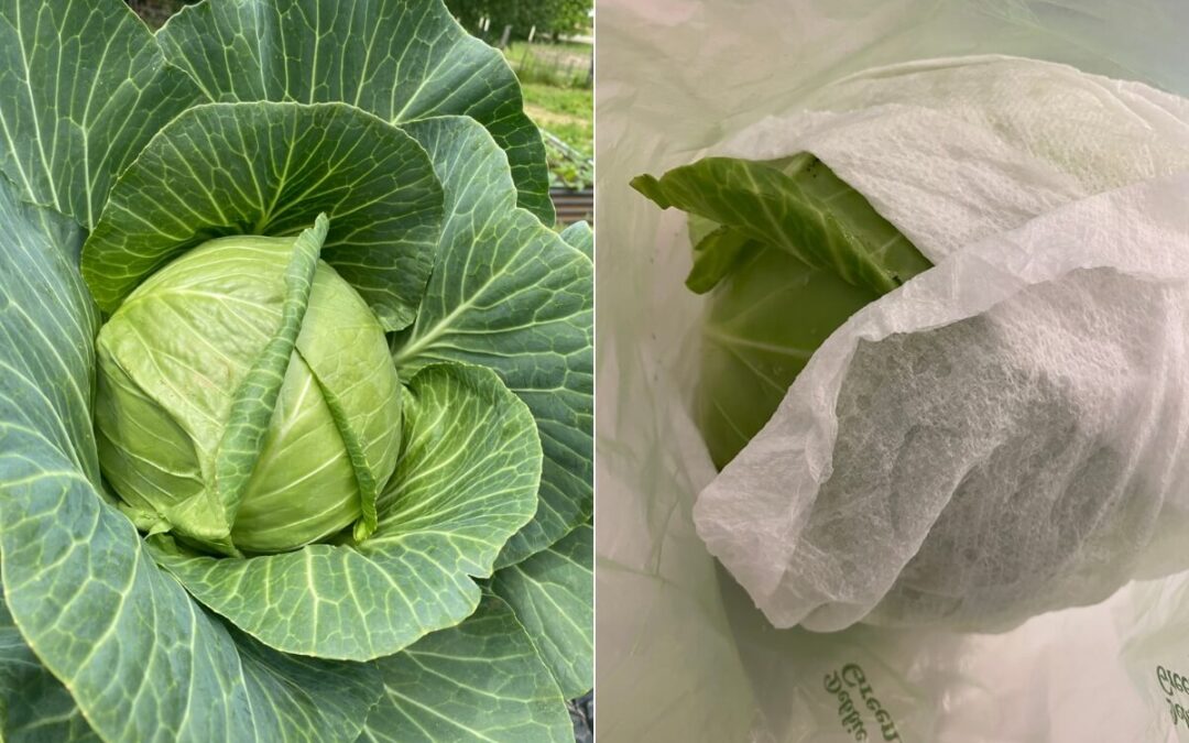 10 Creative Ways to Preserve Cabbage and Extend Its Shelf Life