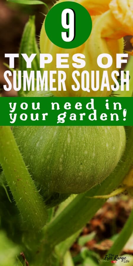 9 types of summer squash you need in your garden