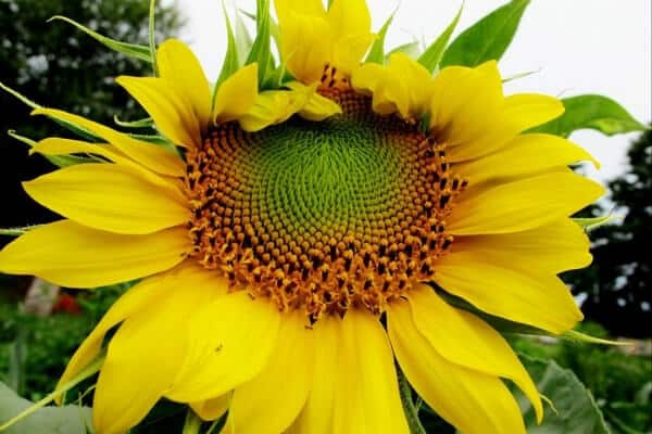 close up of large yellow sunflower in the garden