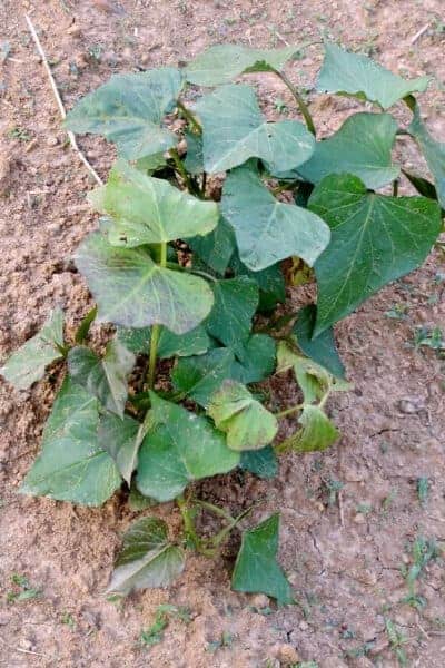 young sweet potato plant starting to grow and vine