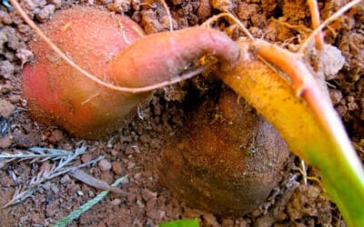 Growing Sweet Potatoes: How to Grow, Harvest, and Use Sweet Potatoes