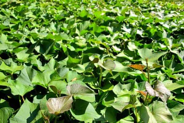 large patch of sweet potatoes growing in a garden