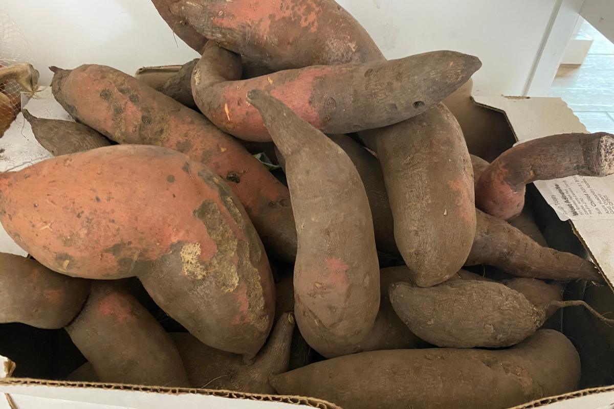 homegrown sweet potatoes