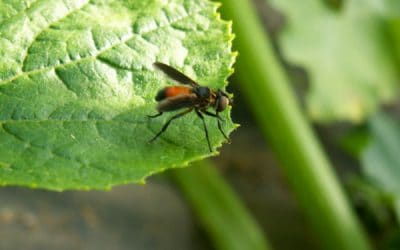 9 Beneficial Insects for Your Garden + How to Attract Them