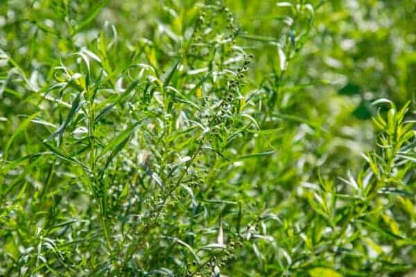 french tarragon plant