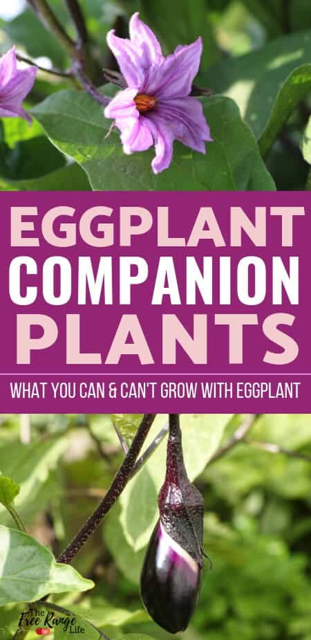 Organic Gardening: Companion planting with your eggplant can help your plants grow better. Learn what the best eggplant companion plants to plant for the best results.