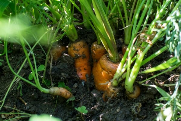 crowded carrots growing too close