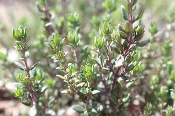 close up of thyme plant in the garden