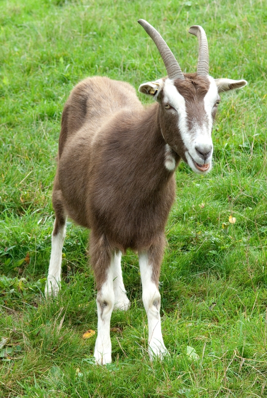 toggenburg goat