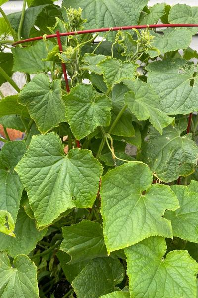 tomato vines growing up a red tomato cage