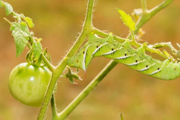 tomato hornworm on plant