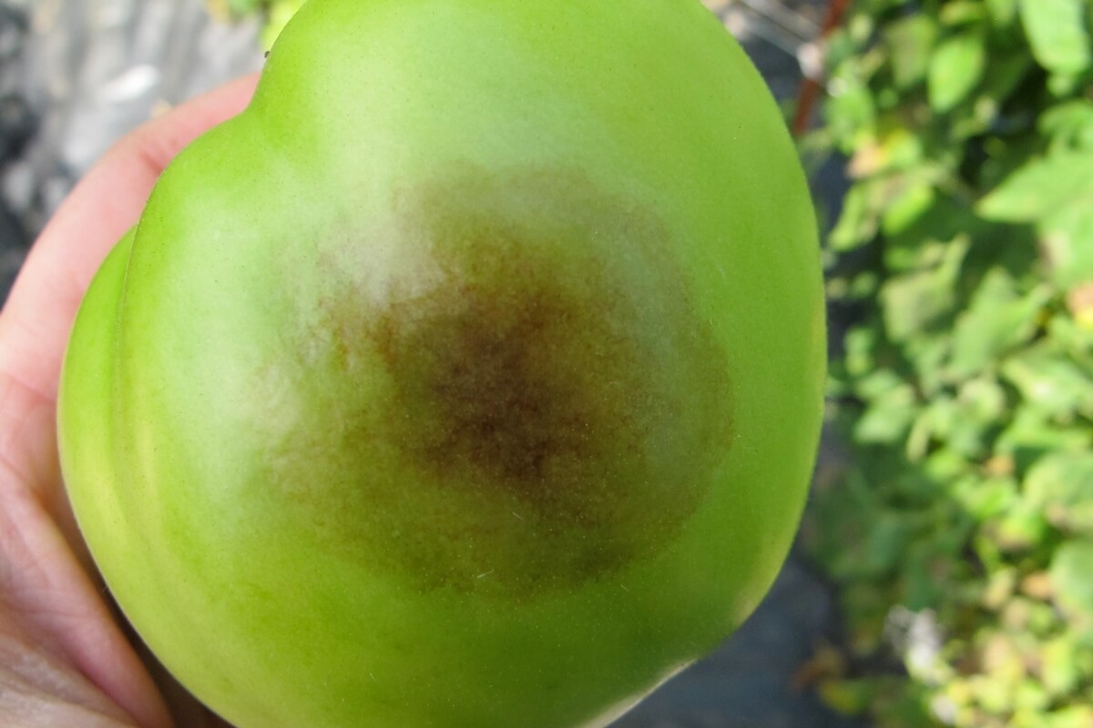 green tomato with blight