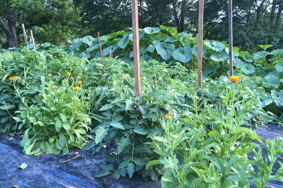 growing tomatoes with calendula