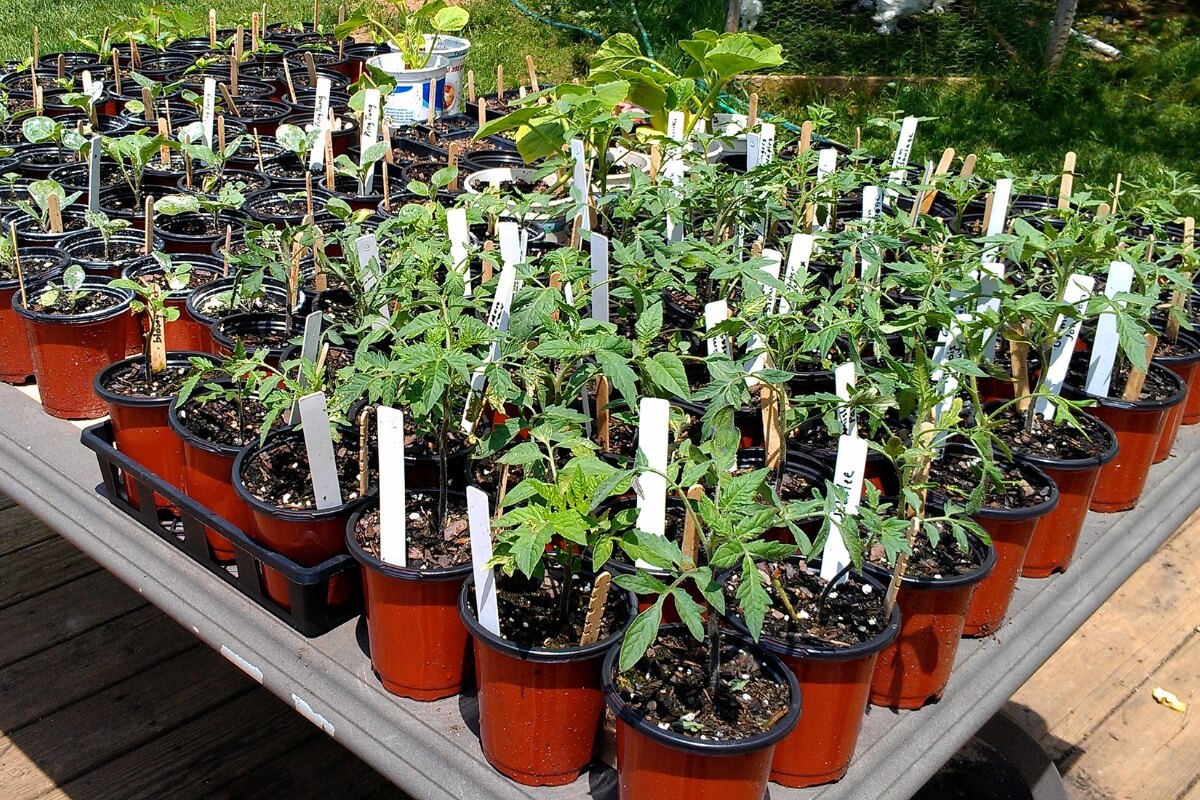 tomato plants hardening off outside