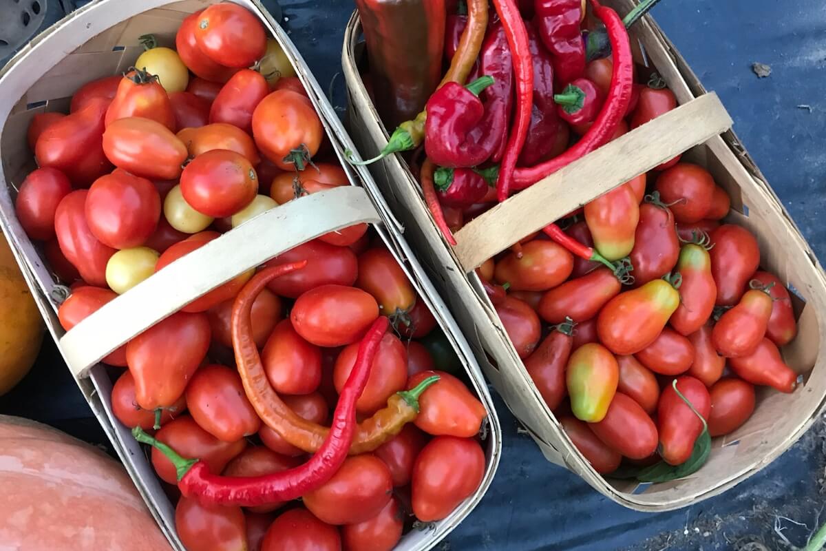 baskets of fresh tomatoes harvested