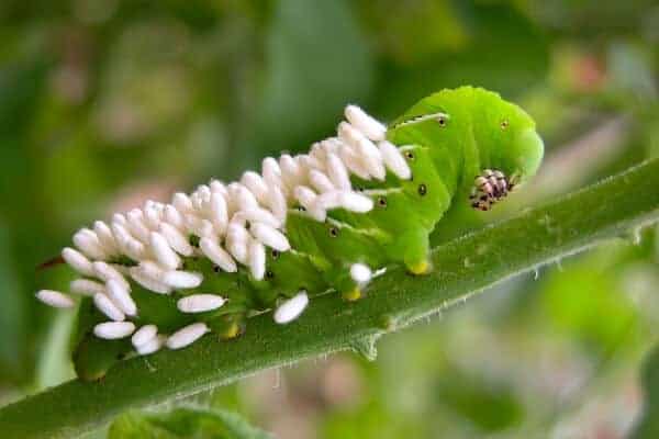 tomato hornworm with white parasitic wasp eggs on it's back