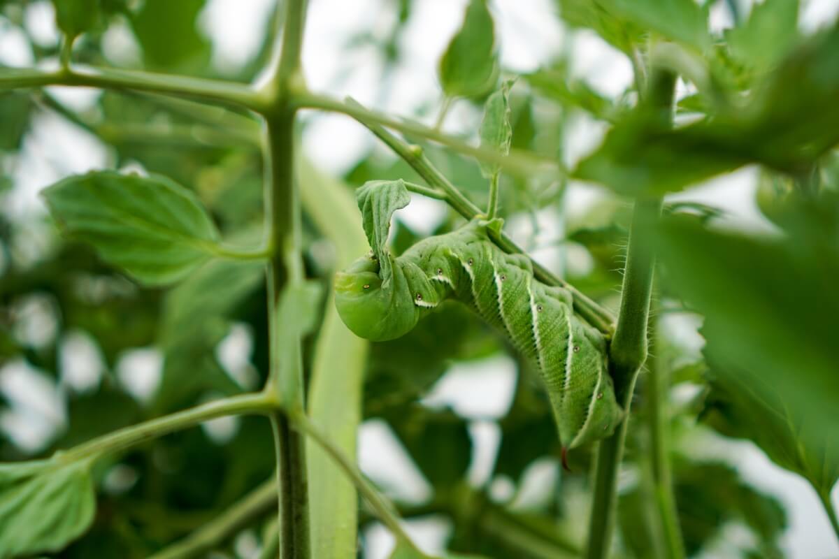 tomato hornworm on plant