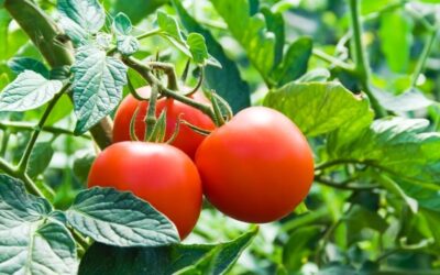 Everything You Need to Know About Growing Tomatoes