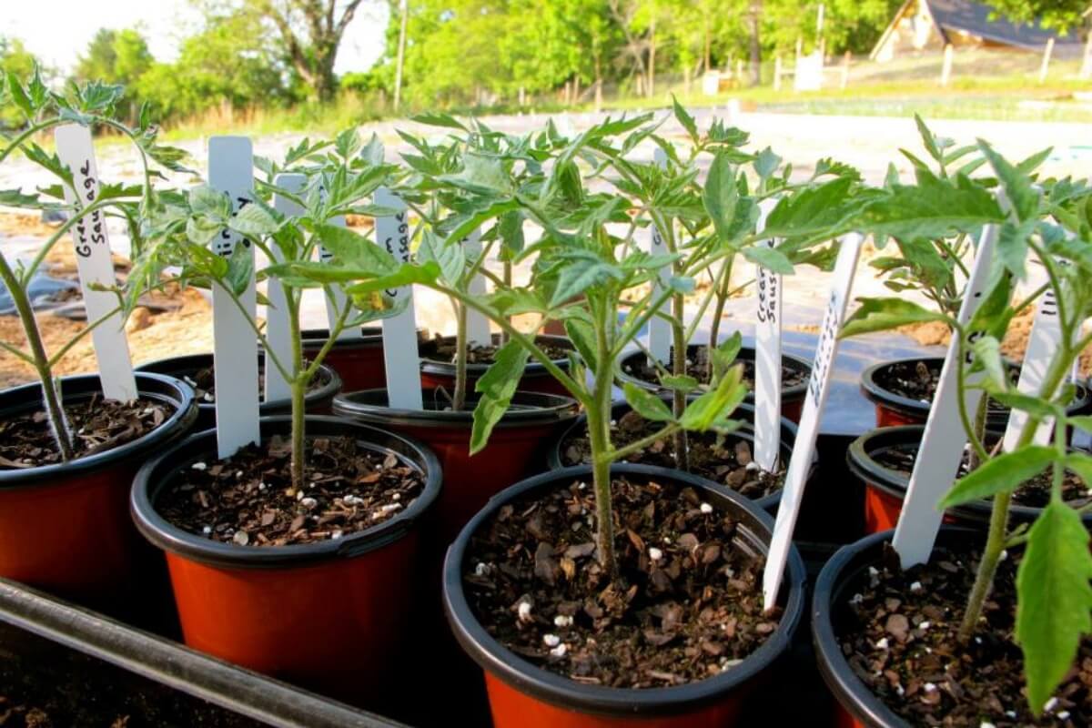 tomato plants potted up