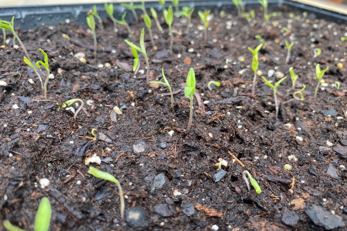 healthy tomato seedlings sprouting