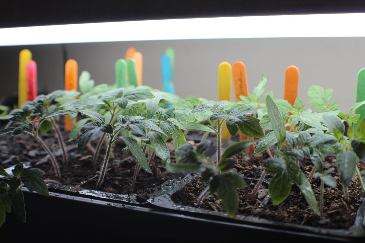 tomato seedlings under grow lights