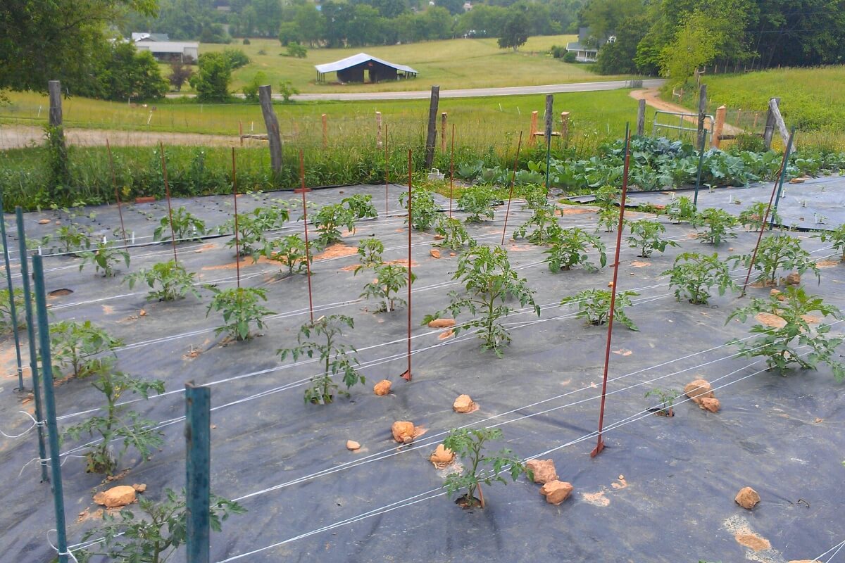 tomatoes spaced in garden