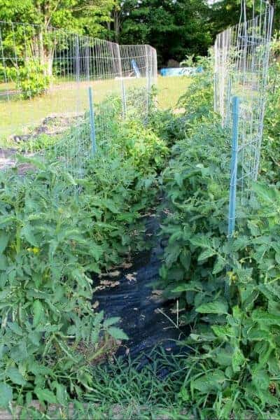 2 rows of tomatoes staked with fencing panels