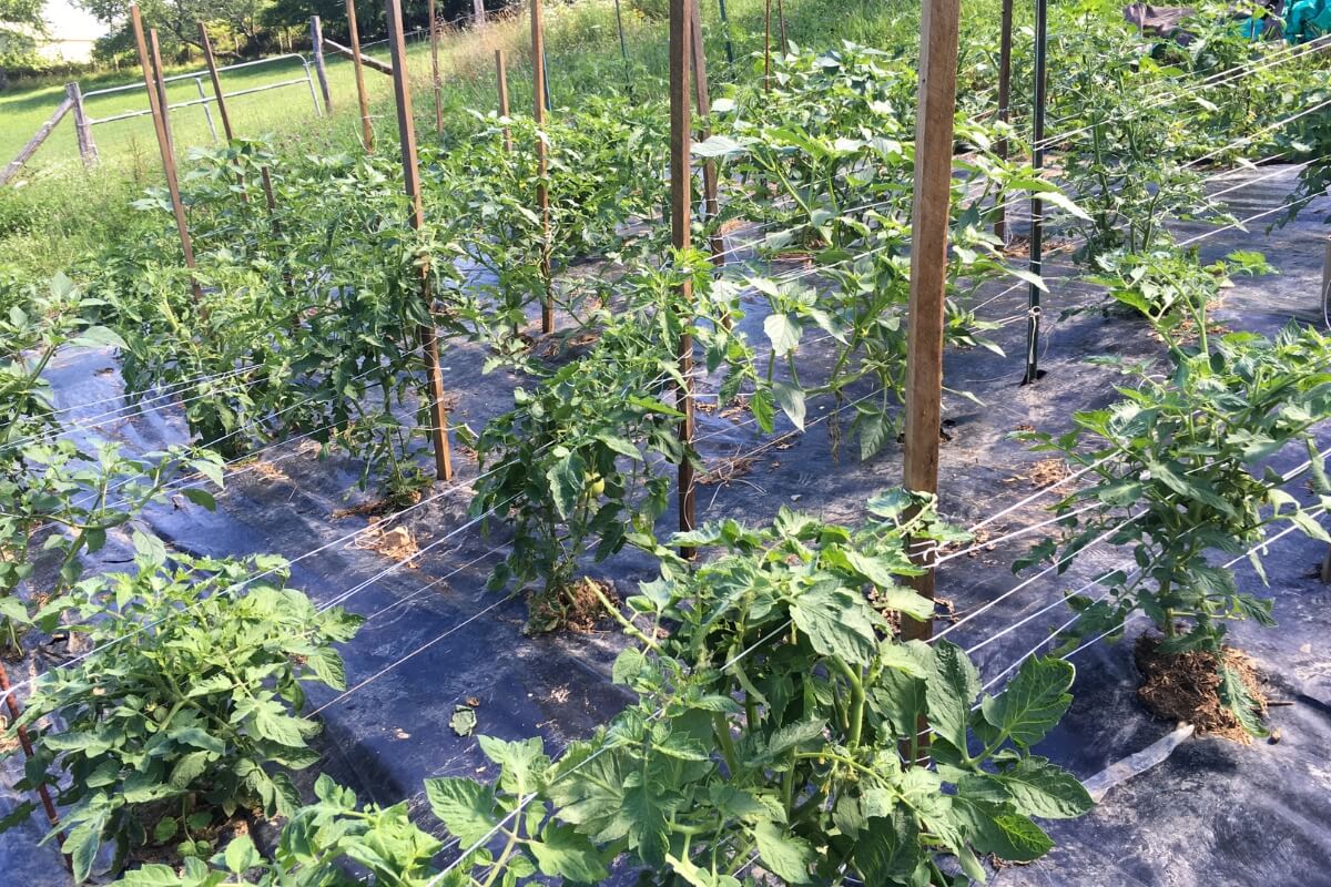 tomato staking using the Florida weave