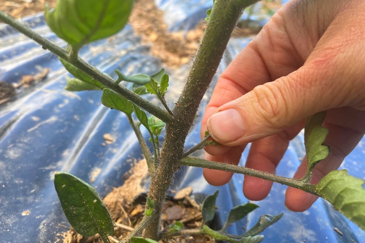 tomato suckers on young plant