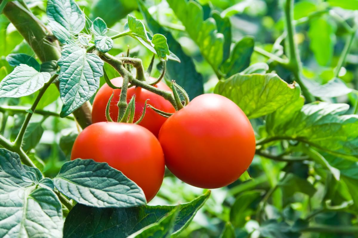 tomatoes on the vine