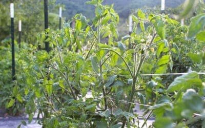 The Best Tomato Companion Plants For Your Vegetable Garden