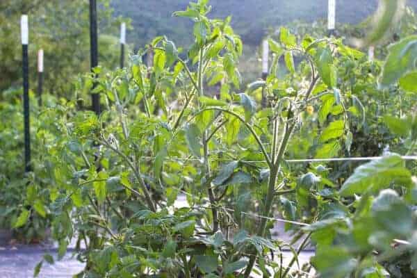 tomatoes growing in a backyard garden