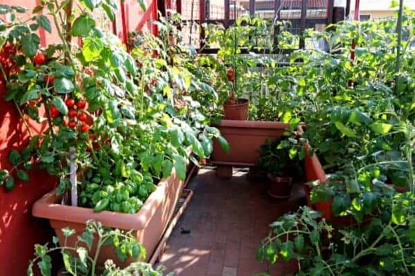 tomato and basil plants in large containers on a balcony