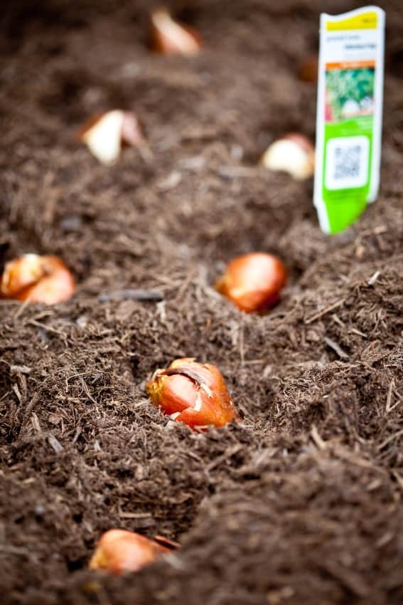 tulip bulps evenly spaced in ground