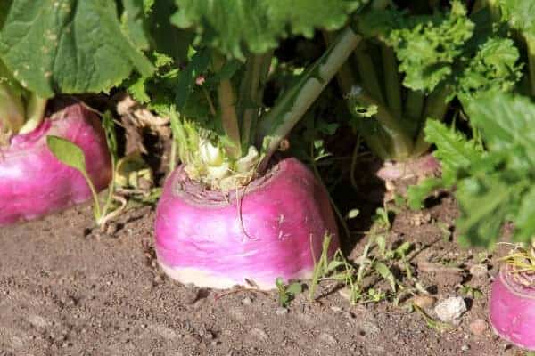 purple turnip tops poking out of the ground