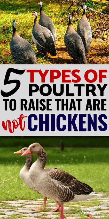 5 types of poultry to raise that are not chickens