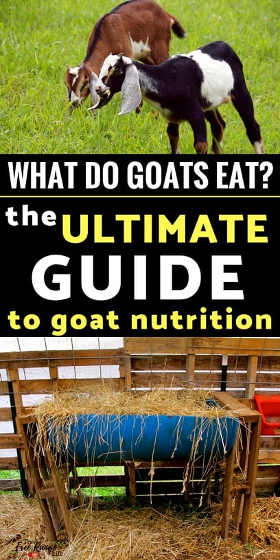 Your complete guide to feeding your goats: What do goats eat? How much should you feed goats? And other commonly asked questions about goat nutrition.