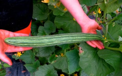 7 Cucumber Varieties to Grow This Year