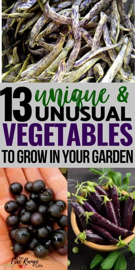 13 unique and unusual vegetables to grow in the garden text 